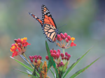 Doyle Park Butterfly