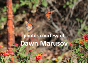 Doyle Butterfly Garden